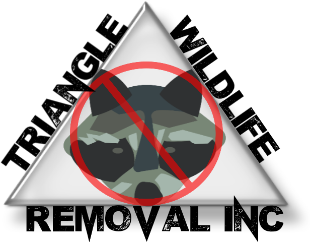 If You Are Facing An Attic Bat Removal Property Inspection - Triangle Wildlife Removal & Pest Control, Inc. (649x494), Png Download