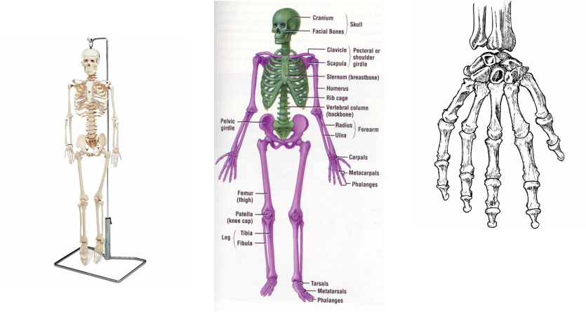 The Skeletal System Is A System That Acts Like Protection - Bones Make Up The Axial Skeleton (835x445), Png Download