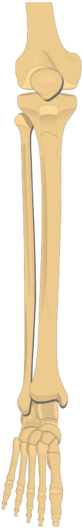 Download The Tibia And Fibula Bones - Baluster - Full Size PNG Image ...
