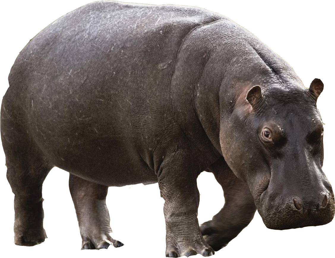 Transparent Animals Hippopotamus - Hippopotamus Png (1128x872), Png Download