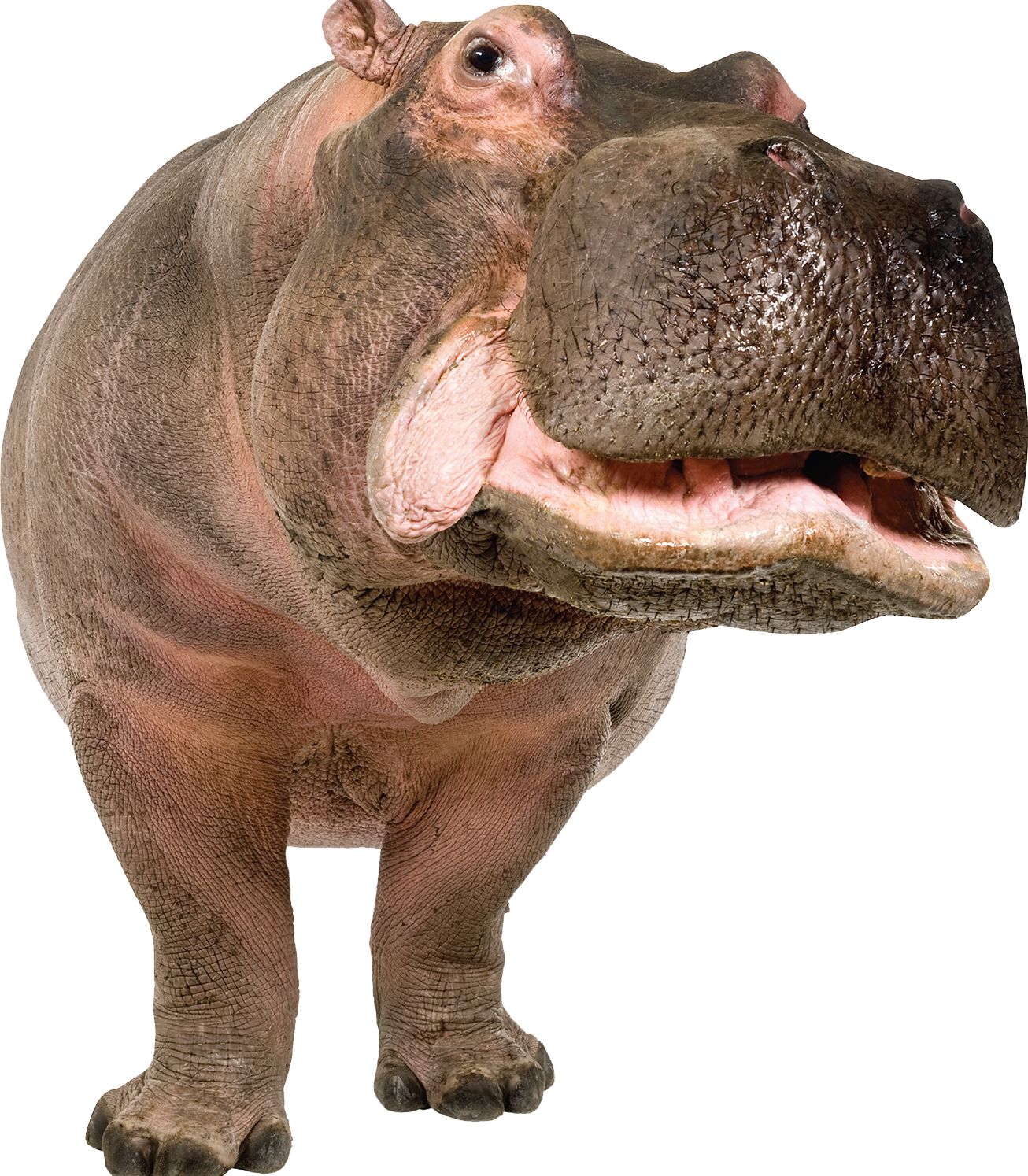 Hippo Png (1306x1494), Png Download