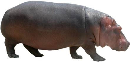 Hippo Png - Hippo Images On Png (445x355), Png Download