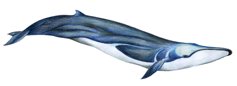 Fin Whale - Que Es Un Rorcual (800x289), Png Download