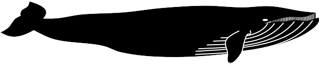 Pin By Vic Webb On Rb Graphics For Wall - Bálna Png (640x320), Png Download