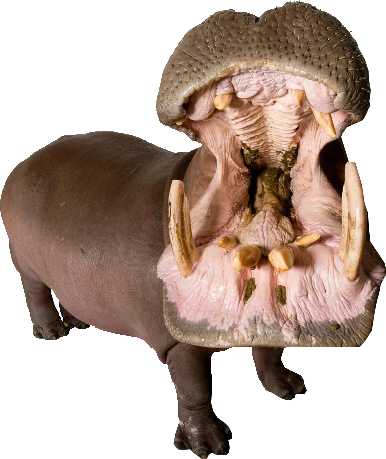 Hippo With Mouth Open Png Image - Leather Animals Importers In Usa (1900x1264), Png Download