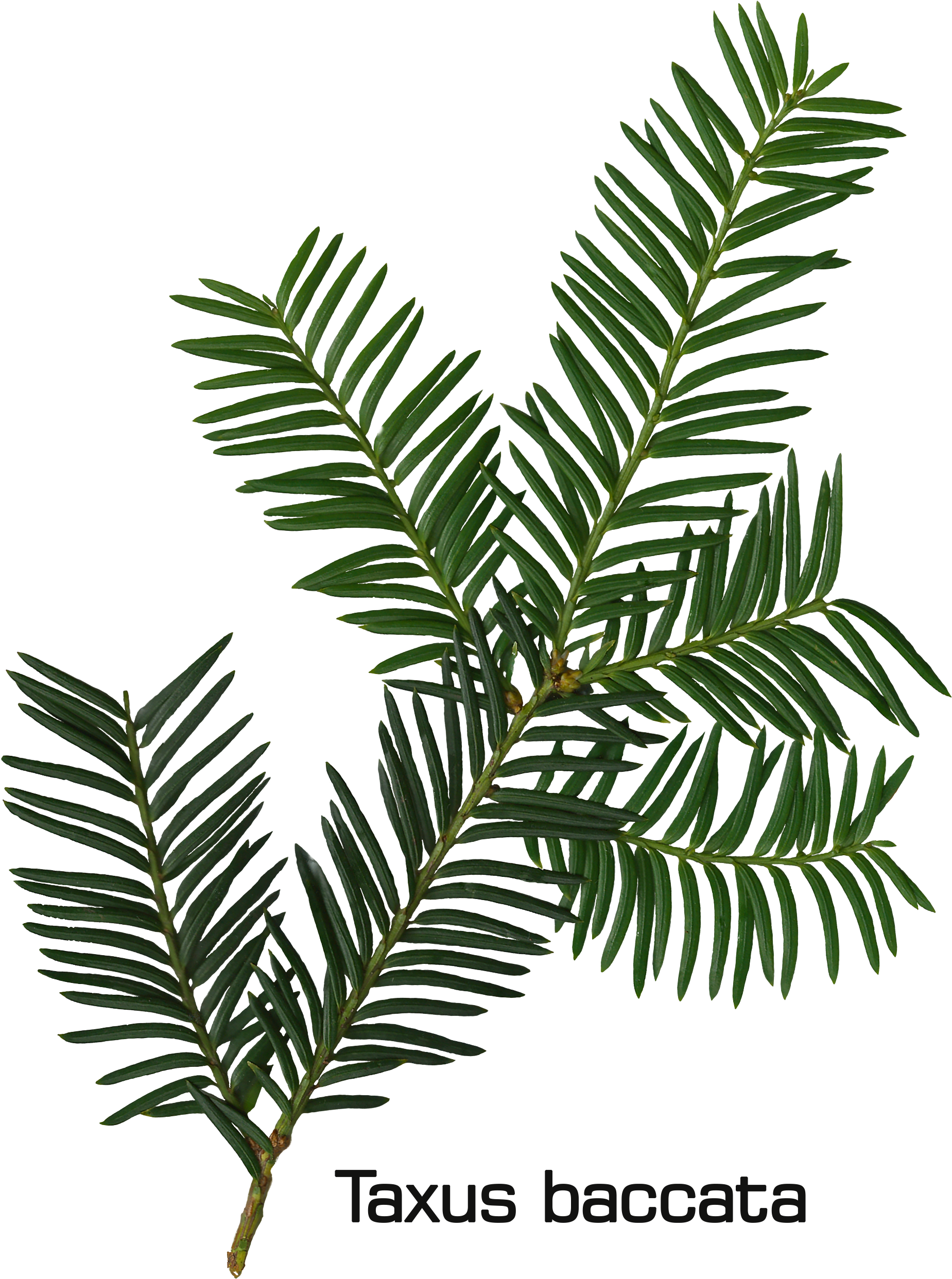 Taxus Baccata Twig - Drawing (1991x2621), Png Download