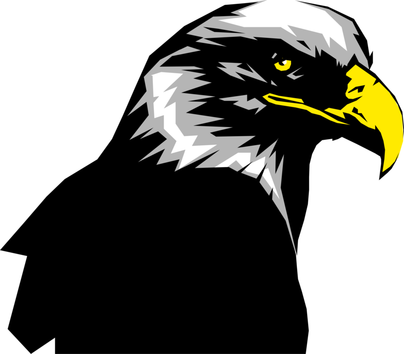 Vector Illustration Of American Bald Eagle National - Golden Eagle (800x700), Png Download