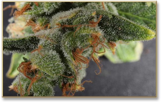 Greenhouse - Smoking Cannabis Ruderalis (640x412), Png Download
