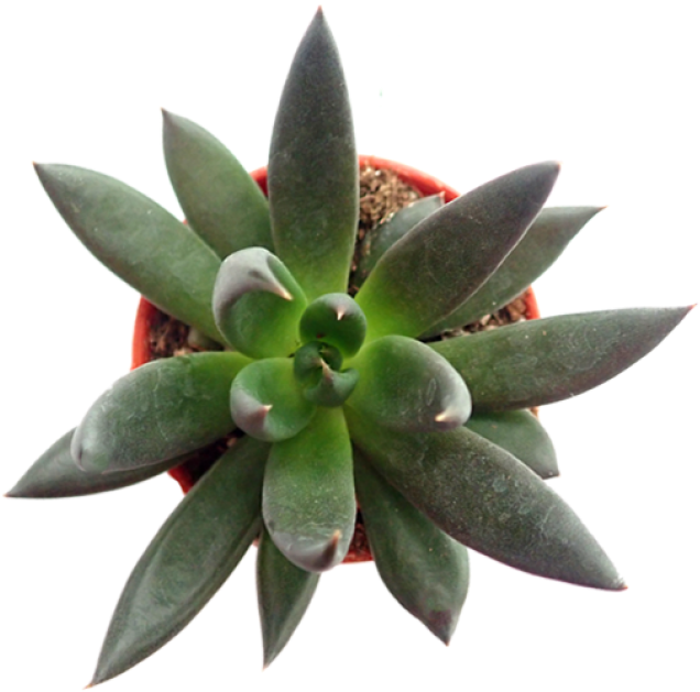 Echeveria 'black Knight' P5 - Echeveria (910x1155), Png Download