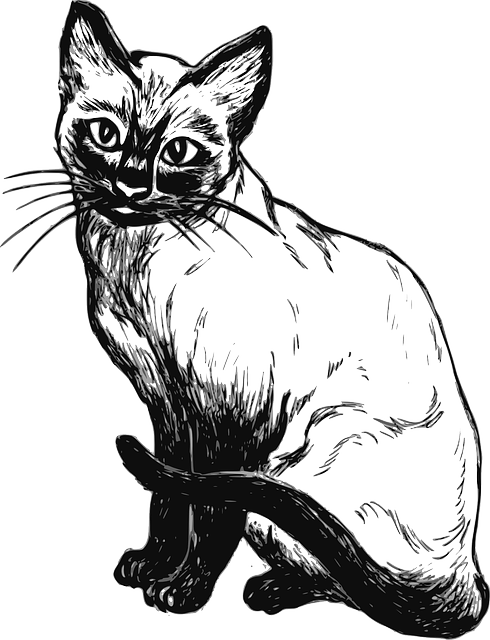 Cat, Drawing, Sitting, Pet, Animal, Tail, Mammal - Desenho De Gato Siames (490x640), Png Download