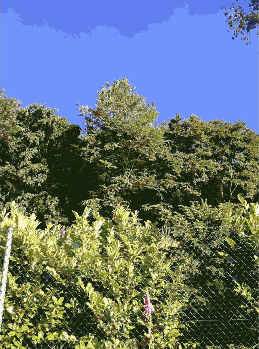 Vegetation Clipart Vegetation Shrubland Forest - Vegetation (900x1214), Png Download