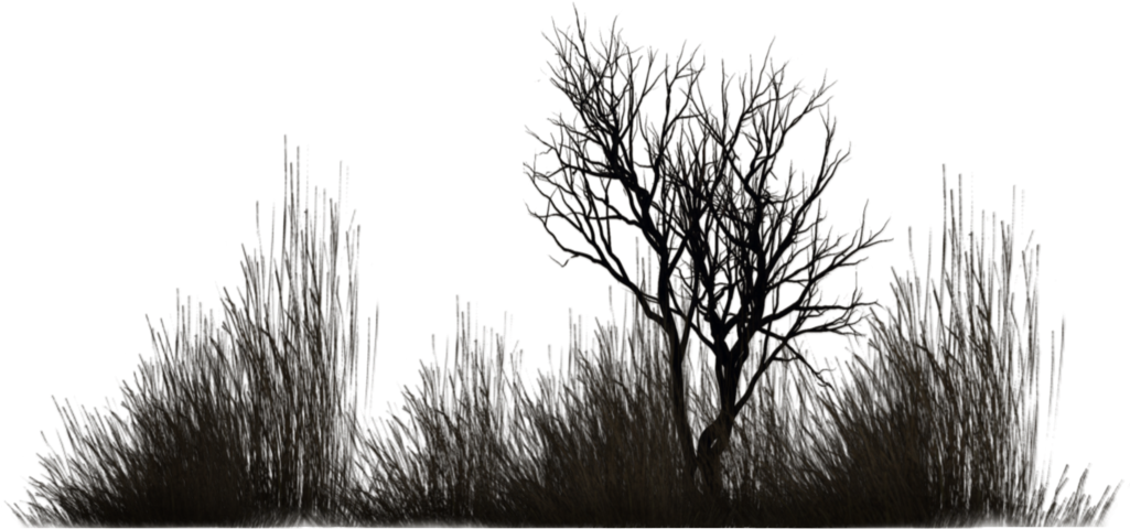 Photo Winter Vegetation 5 By Wolverine041269-d5yfu4w - Black Vegetation Png (1024x639), Png Download