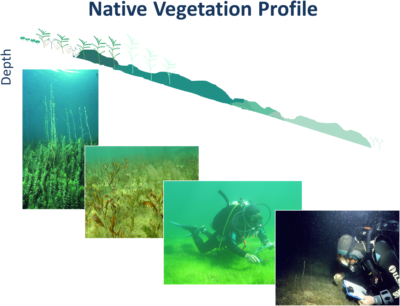 Native Vegetation Profile - Underwater (1380x1076), Png Download