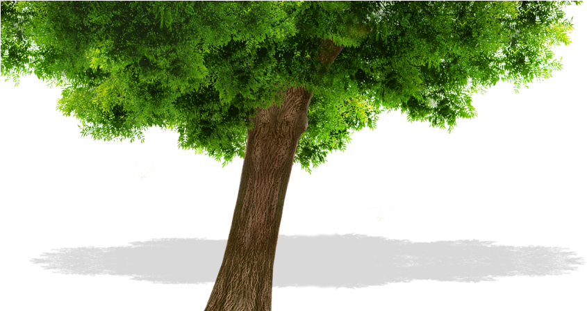 Tree - Nature Art Original Landscape Paintings (1440x447), Png Download