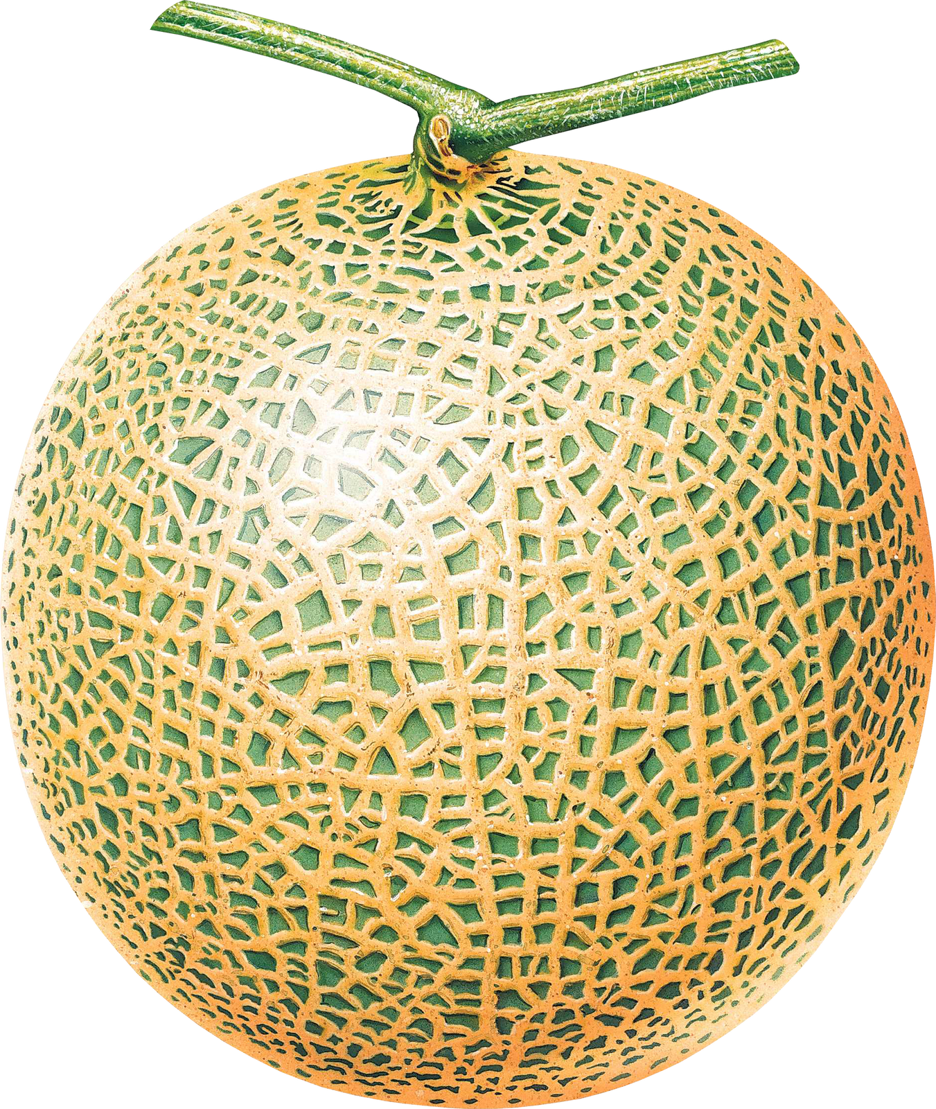 Melon Png (942x1116), Png Download