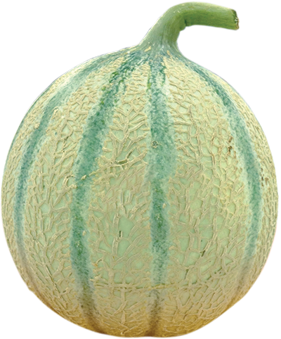Melon Charentais - Melon Png (400x482), Png Download