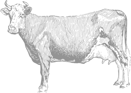Vintage-cattle (638x511), Png Download