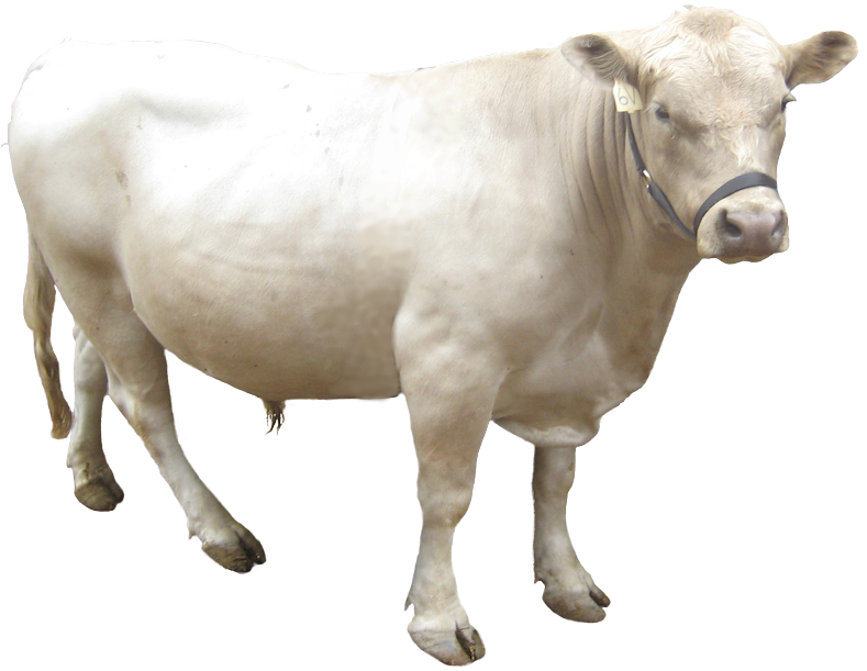About Our Cattle - Dairy Cow (800x624), Png Download
