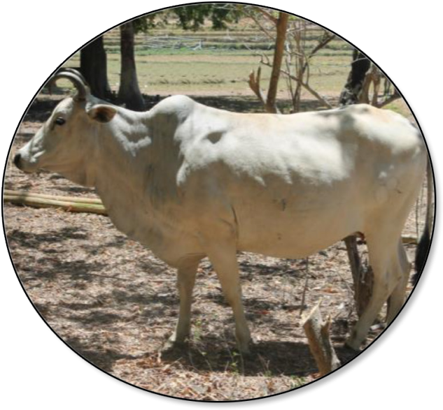 As Of 01 July 2018, The Total Cattle Inventory Was - Brahman And Carabao Are Philippines (643x600), Png Download