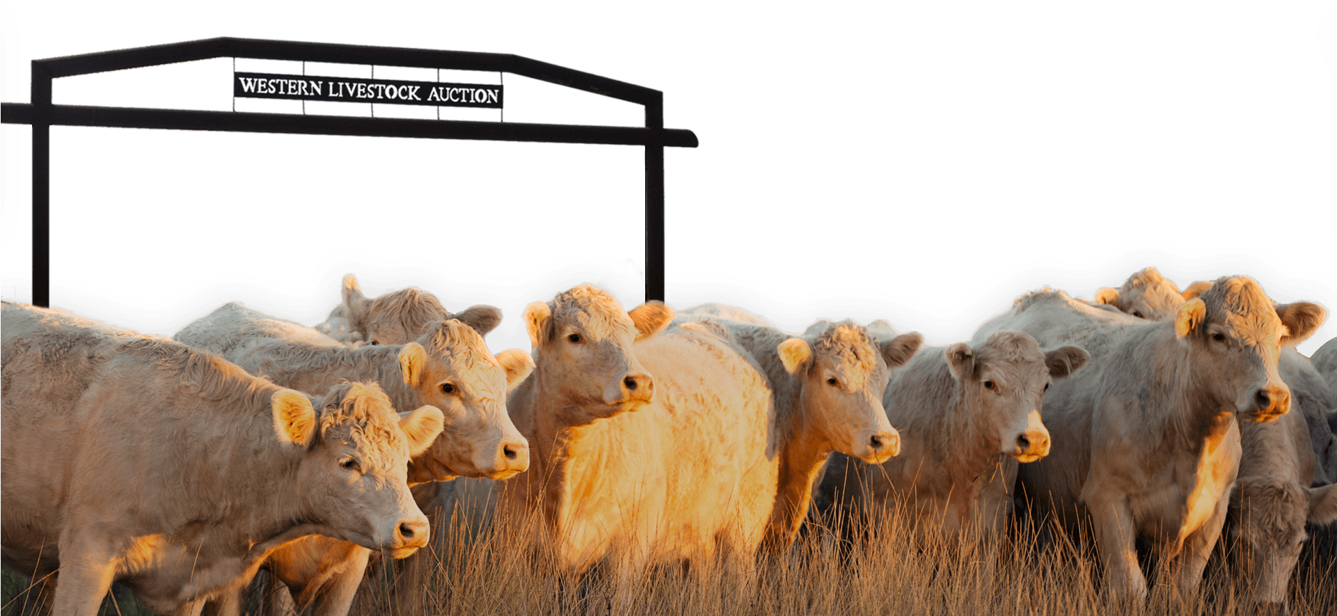 ©2017 Western Livestock Auction - Cattle (1920x960), Png Download
