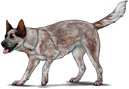 Australian Cattle Dog - Australian Cattle Dog Png (431x298), Png Download