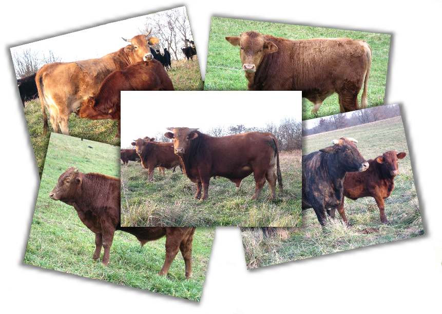 Cattle (861x612), Png Download
