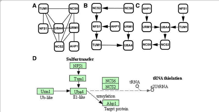 Comparison Of Urmylation Pathways - Diagram (850x435), Png Download