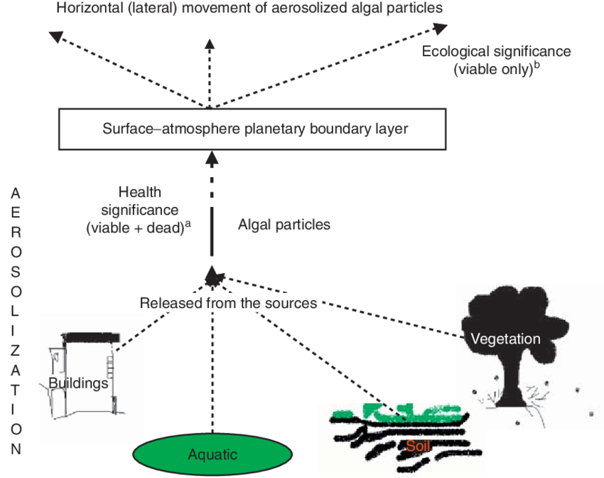 Aeroalgal Pathway - - Diagram (850x672), Png Download