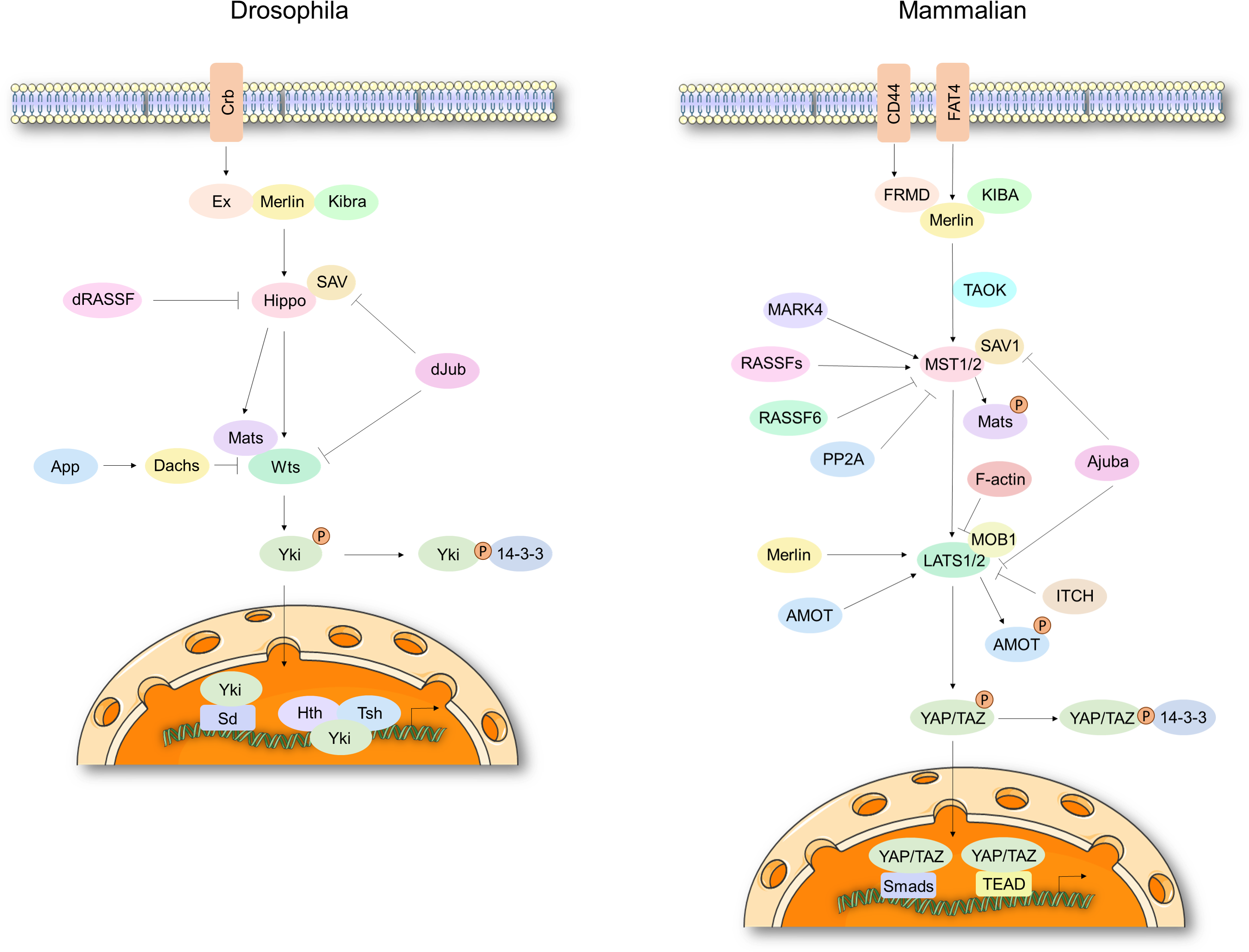 Hippo Signal Pathway - Phosphorylation (2921x2254), Png Download