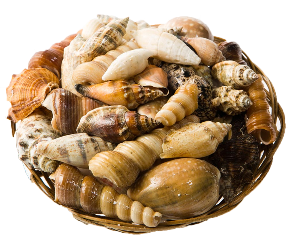 Genuine Seashell Assortment (1000x1000), Png Download