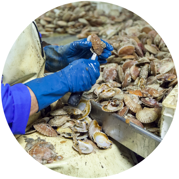 Shells - National Park (594x593), Png Download