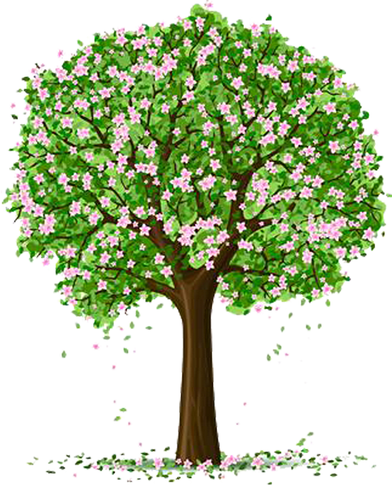 Tubes Arbres / Arbustes / Feuillages - Spring Tree Clipart Transparent (555x686), Png Download