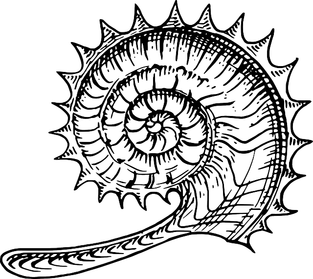 Shell, Fossil, Spikes, Curled, Snail, Hard, Shells - Ammonite Art (640x570), Png Download