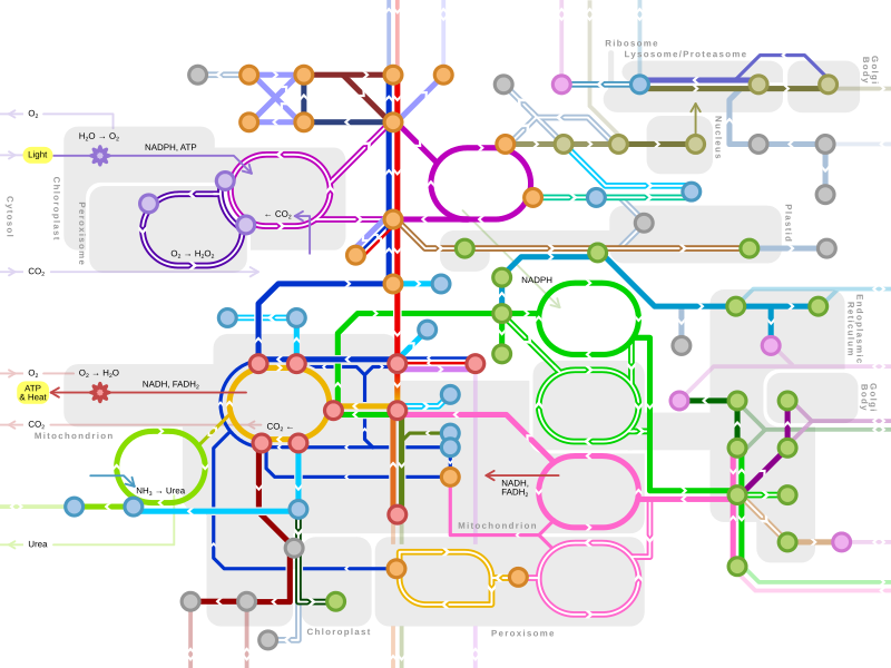 Metro-style Map Of Major Metabolic Pathways - Metabolic Metro Map (800x600), Png Download