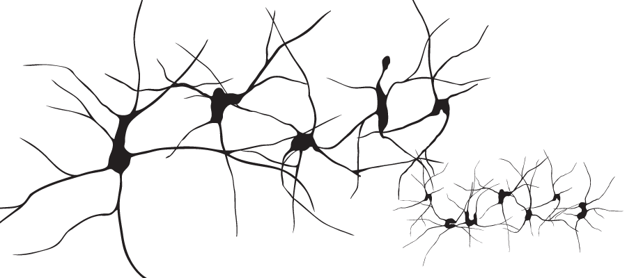Drawing Neuron Hematospermia Organ - Neurons Png (900x400), Png Download