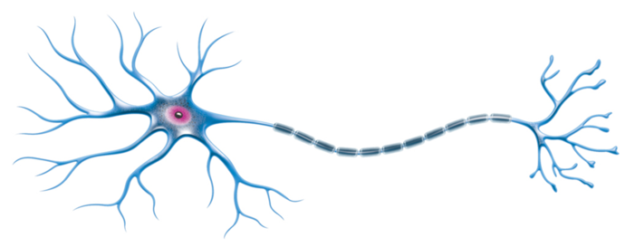 Thumb Image - Carries Message To The Cell Body (800x272), Png Download
