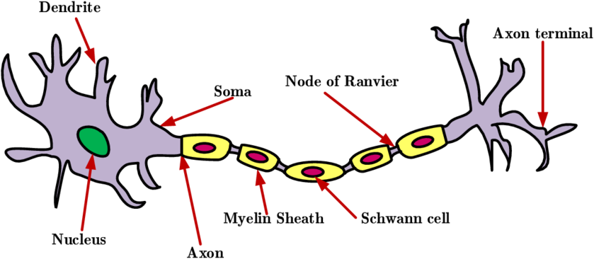The Structure Of A Neuron - Neuron (850x370), Png Download