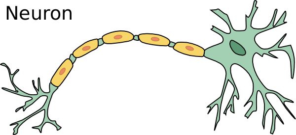 Neuron Transparent - Do Neurons Divide (600x275), Png Download