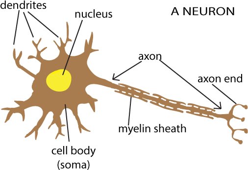 The Snappy Synapse - Appearance Of Neuron (600x400), Png Download