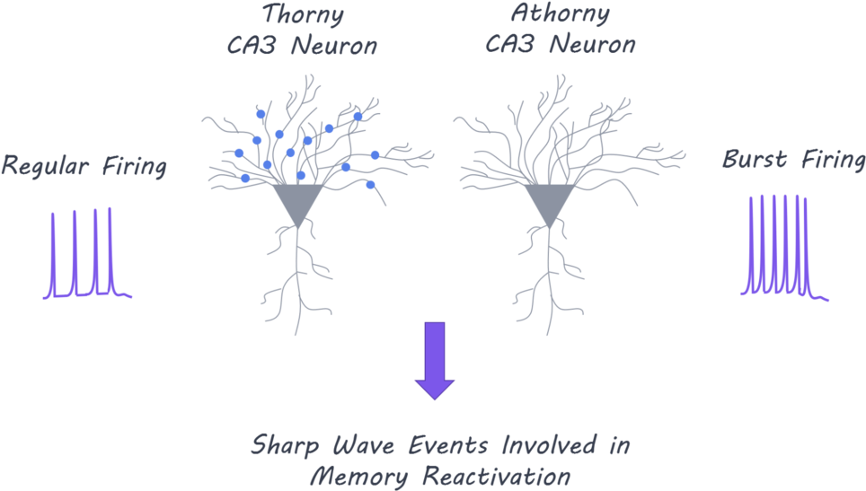 Thorny1800 - Portable Network Graphics (1000x578), Png Download