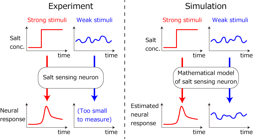 Then, It Is Expected That You Can Estimate The Neuronal - Diagram (878x483), Png Download