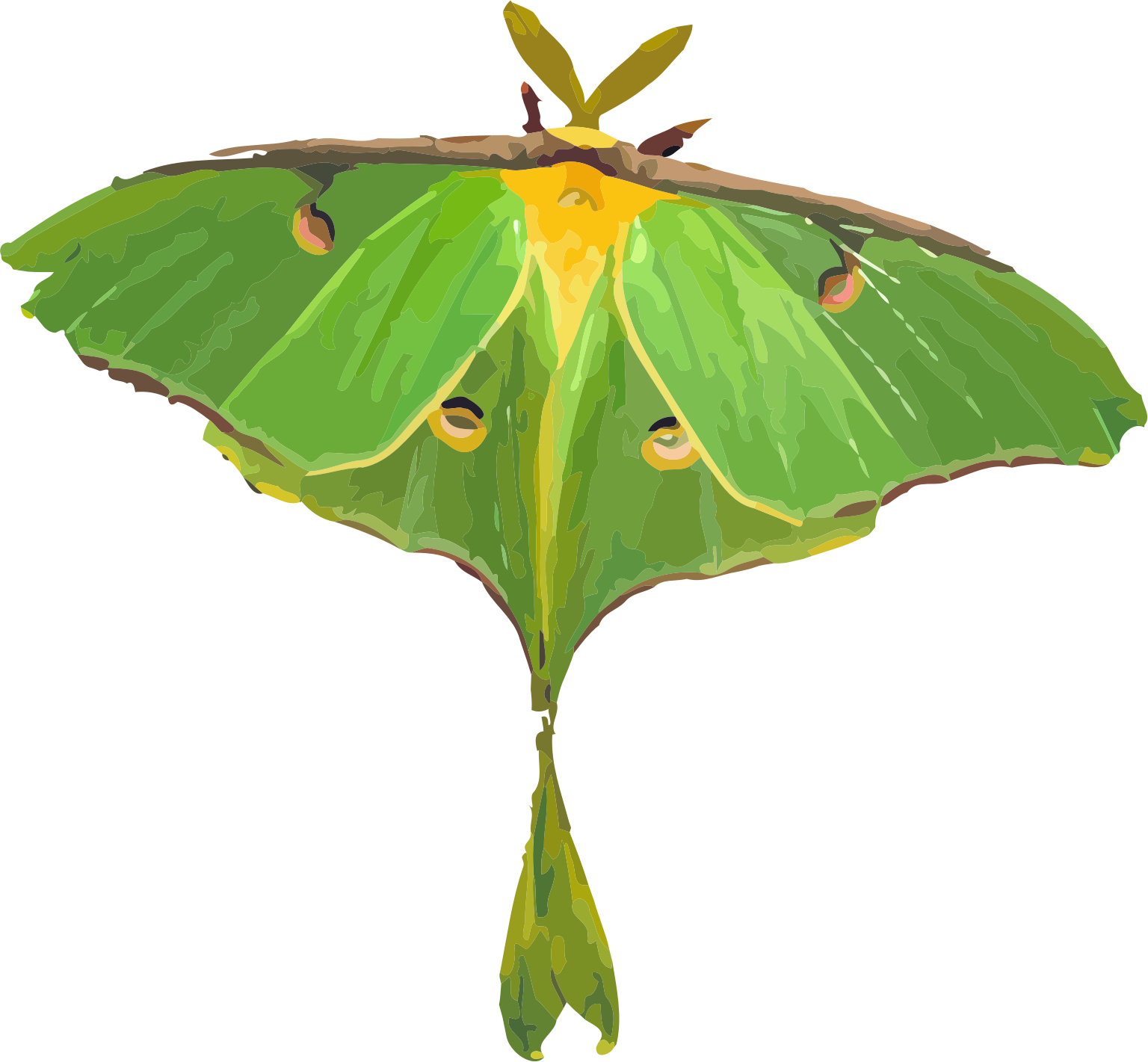 Moth Clipart Lunar - Luna Moth Clipart (1536x1421), Png Download
