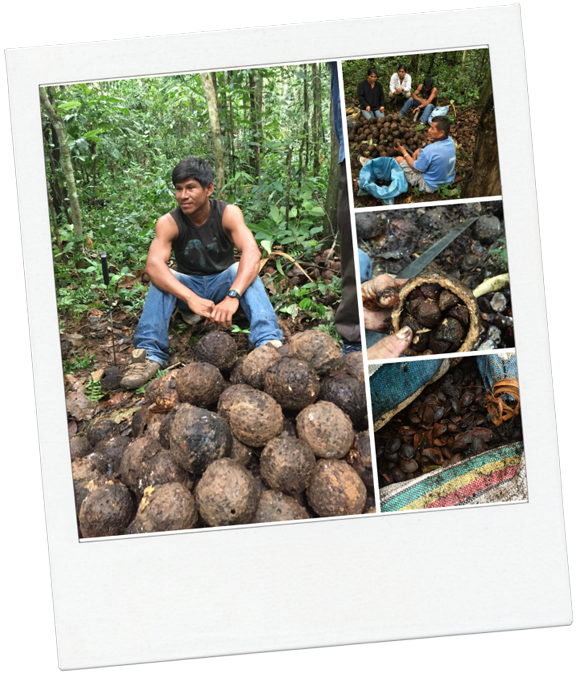 Picmonkey Collage - Sugar-apple (576x673), Png Download