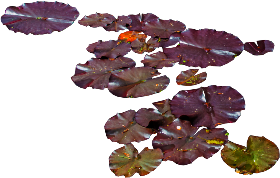 Water Lily Png (1024x661), Png Download