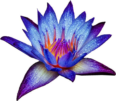 Tumblr Static - Blue Water Lily Png (500x456), Png Download
