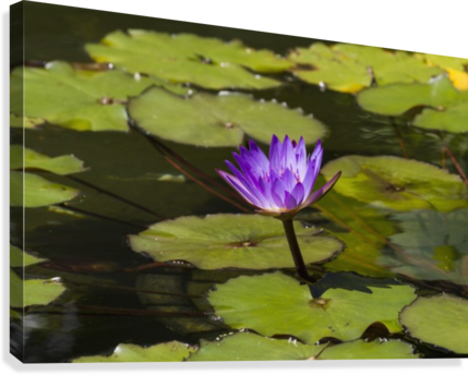 Water Lily In The Bethesda Fountain In Central Park, - Posterazzi Water Lily In The Bethesda Fountain In Central (429x344), Png Download