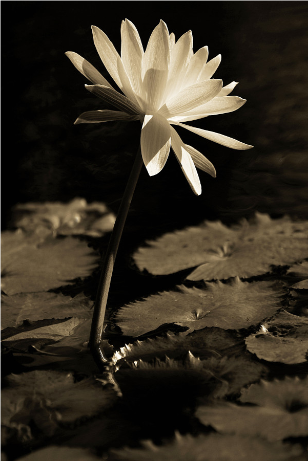 White Water-lily (1000x1000), Png Download