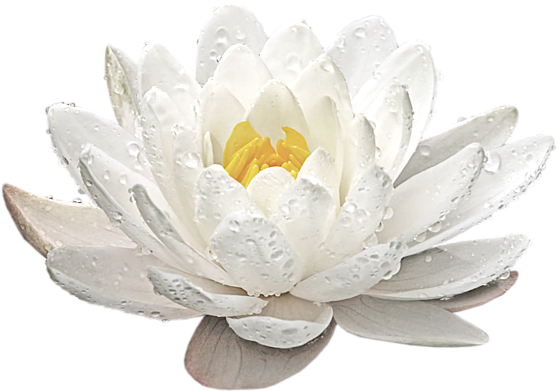 Click And Drag To Re-position The Image, If Desired - Sacred Lotus (600x453), Png Download