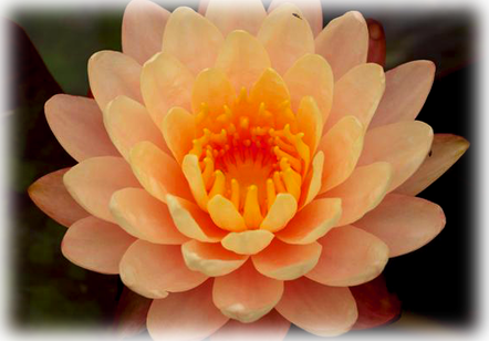 Waterlily Mangkala Ubol - Water Lily Mangkala Ubol (442x308), Png Download