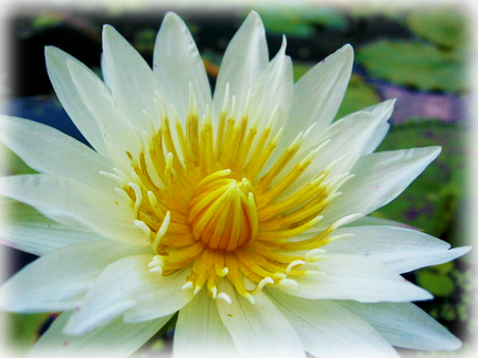 American White - Cold Hardy - Water Lilies (432x324), Png Download